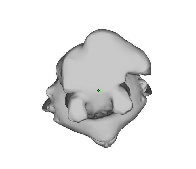 Little wolf 3D print model_6