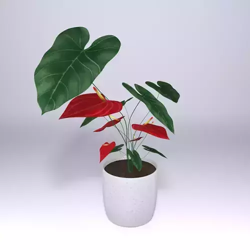 Anthurium flower plant 3D model