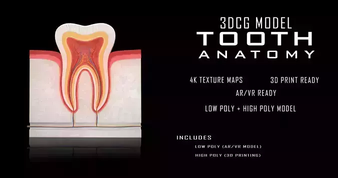 Tooth 3D anatomy