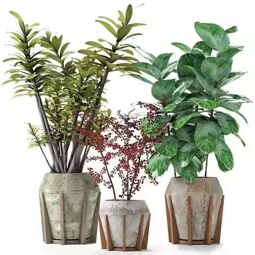 Collections Plants 02