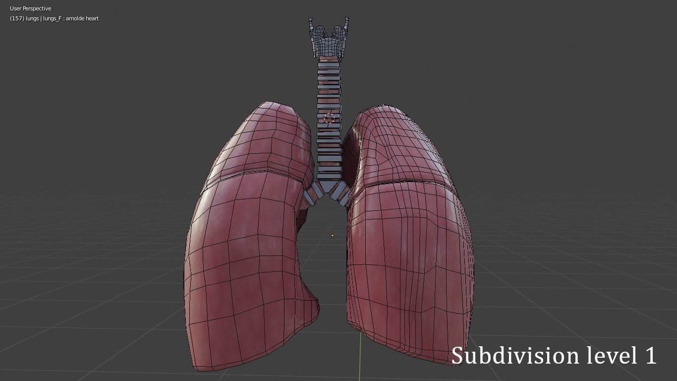 Human Lungs Low-poly 3D model_6