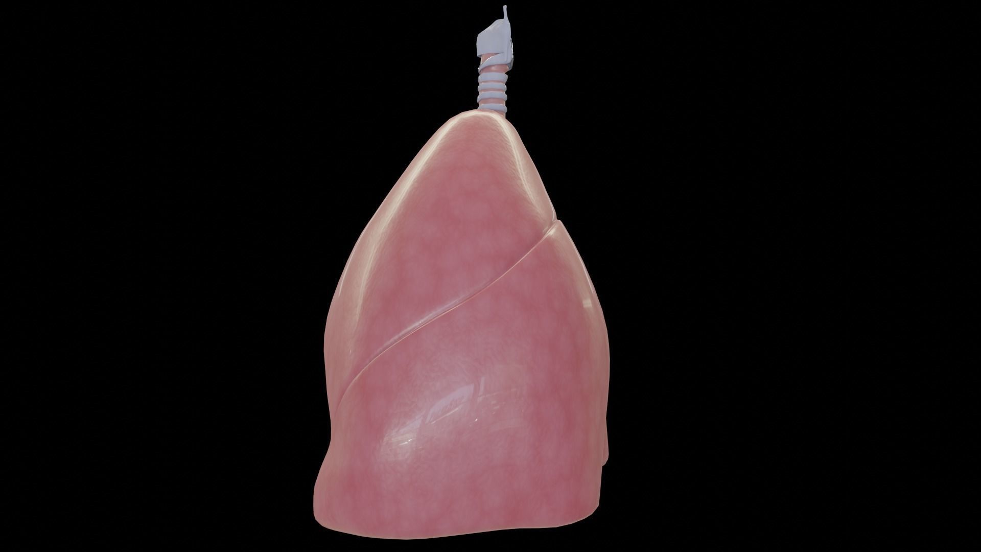 Human Lungs Low-poly 3D model_3