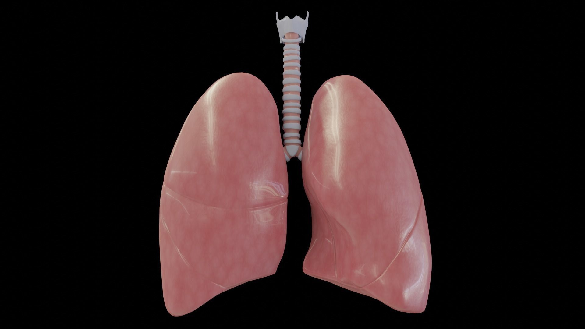 Human Lungs Low-poly 3D model_4