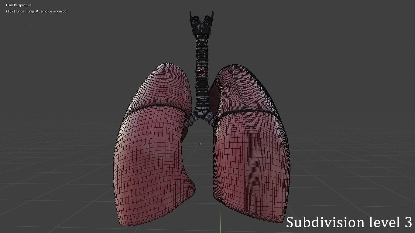 Human Lungs Low-poly 3D model_8