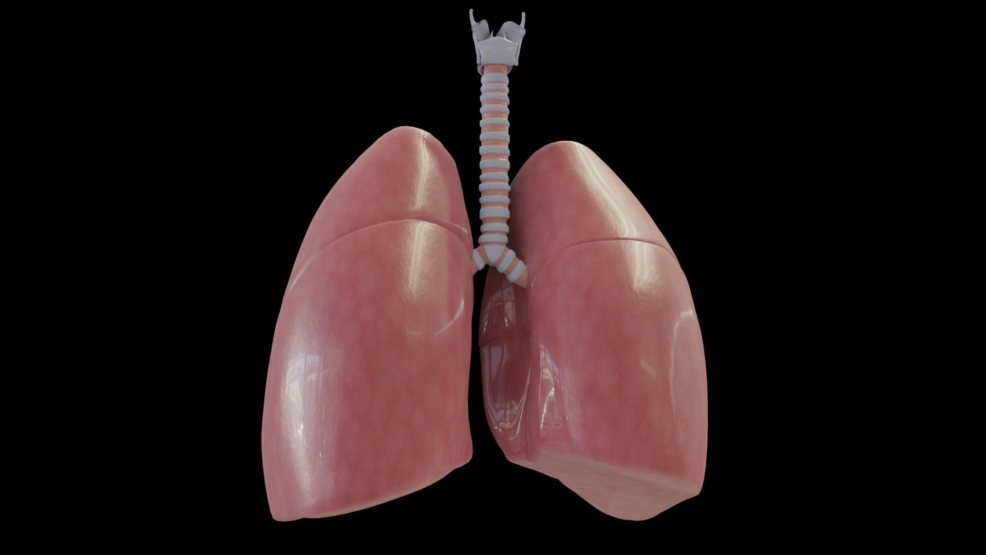 Human Lungs Low-poly 3D model_2