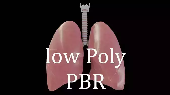 Human Lungs Low-poly 3D model