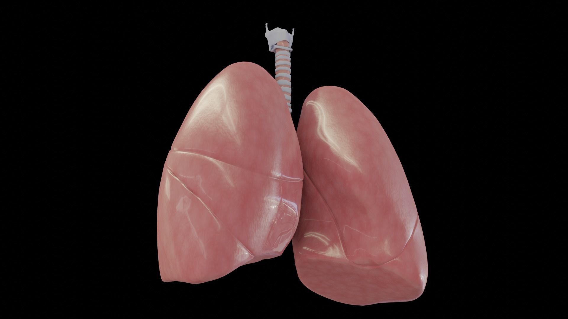 Human Lungs Low-poly 3D model_5