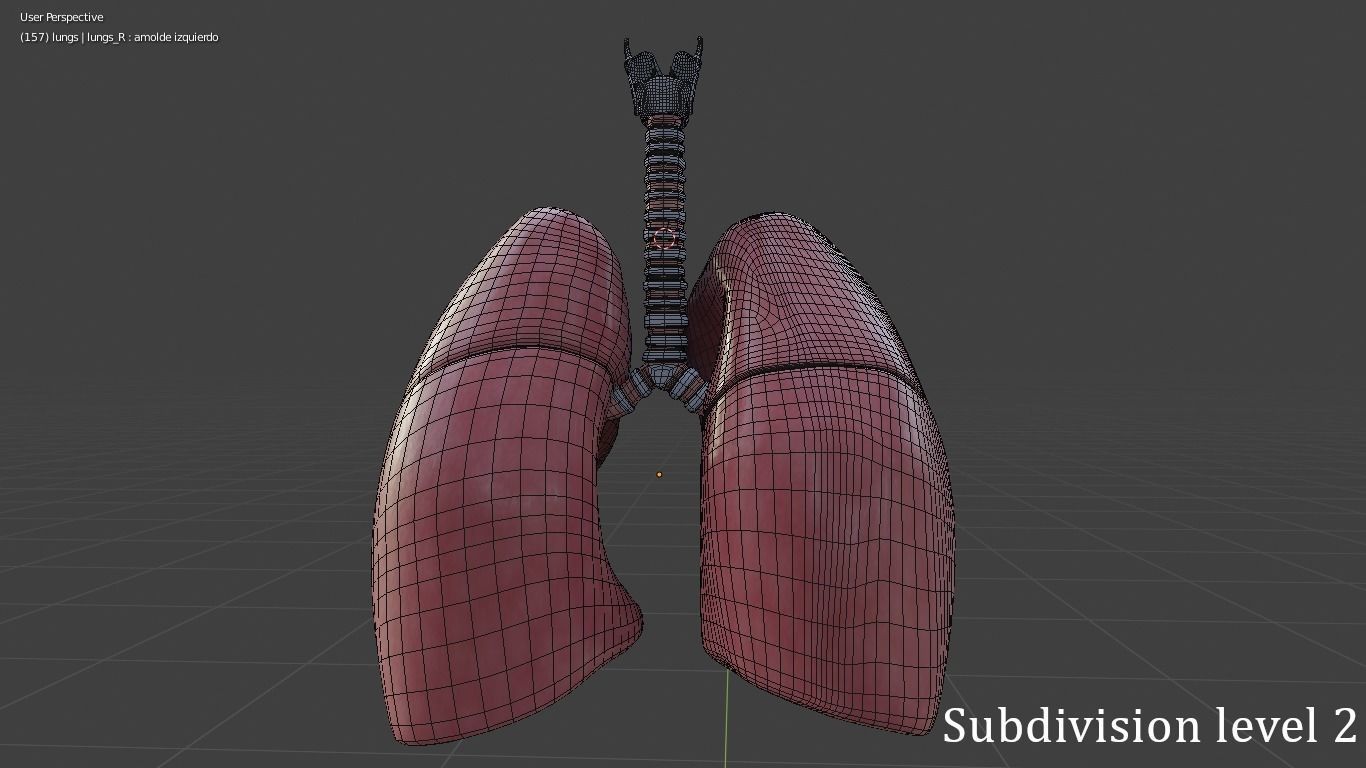 Human Lungs Low-poly 3D model_7