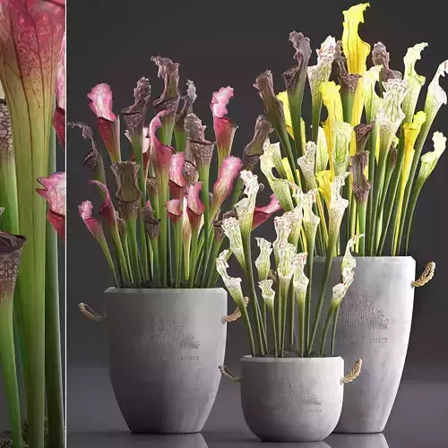 Collection of Exotic Plants Sarracenia 377