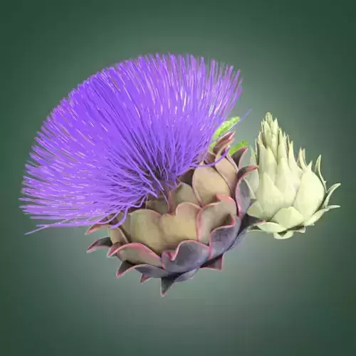 3d model Atiso Flowers