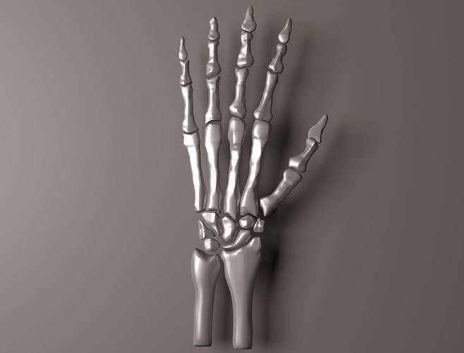 Hand bones 3D model