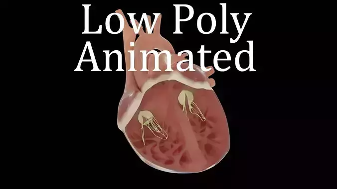 Heart with cross section Low-poly 3D model