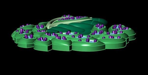 swan pendant  3D print model_16