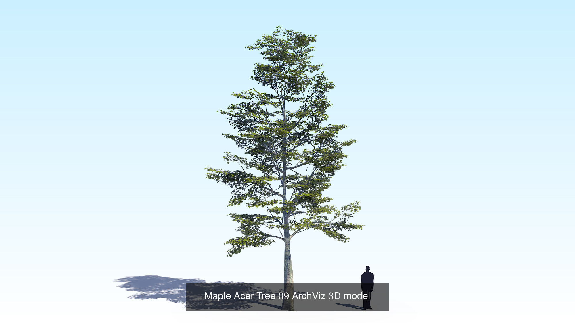 Acer Maple Trees Mega Pack 3D Model Collection_18