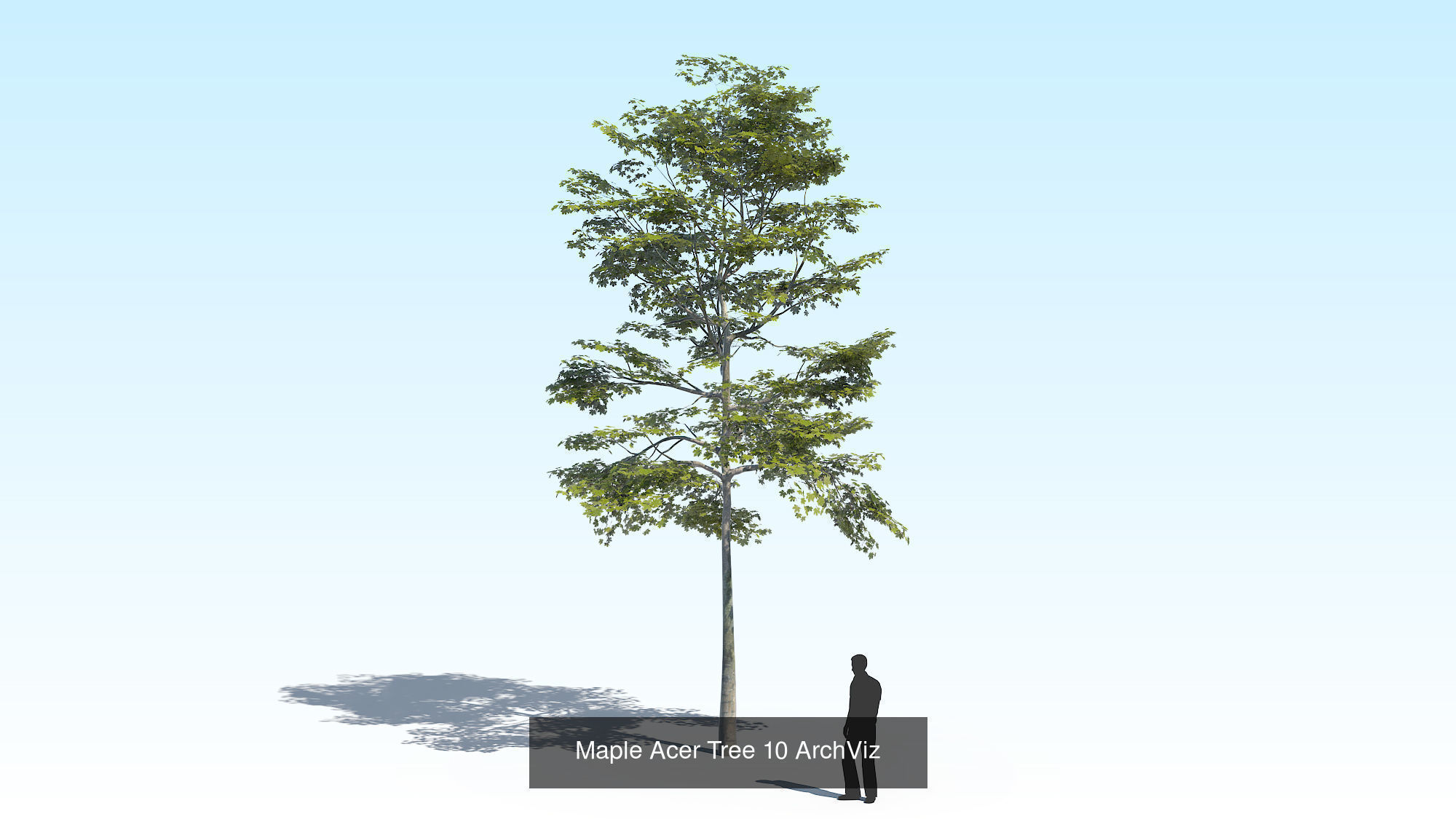 Acer Maple Trees Mega Pack 3D Model Collection_20