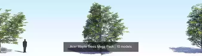 Acer Maple Trees Mega Pack