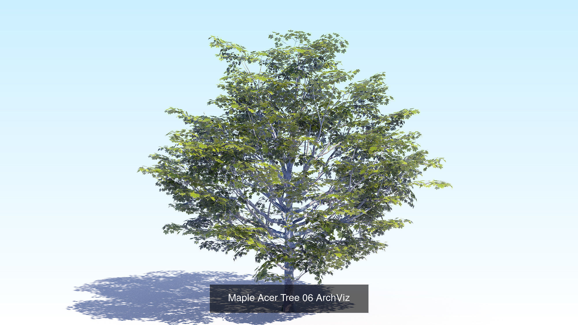 Acer Maple Trees Mega Pack 3D Model Collection_12