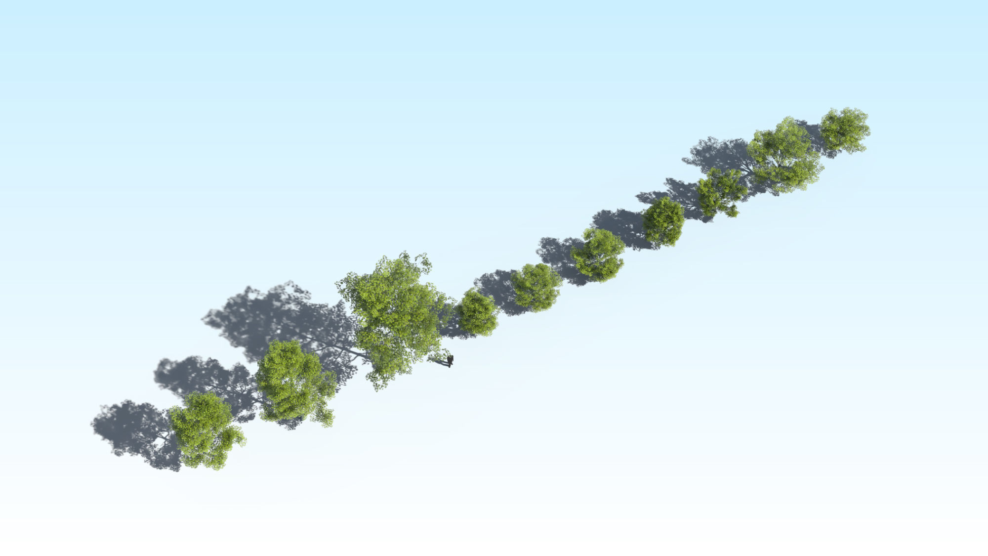 Acer Maple Trees Mega Pack 3D Model Collection_3