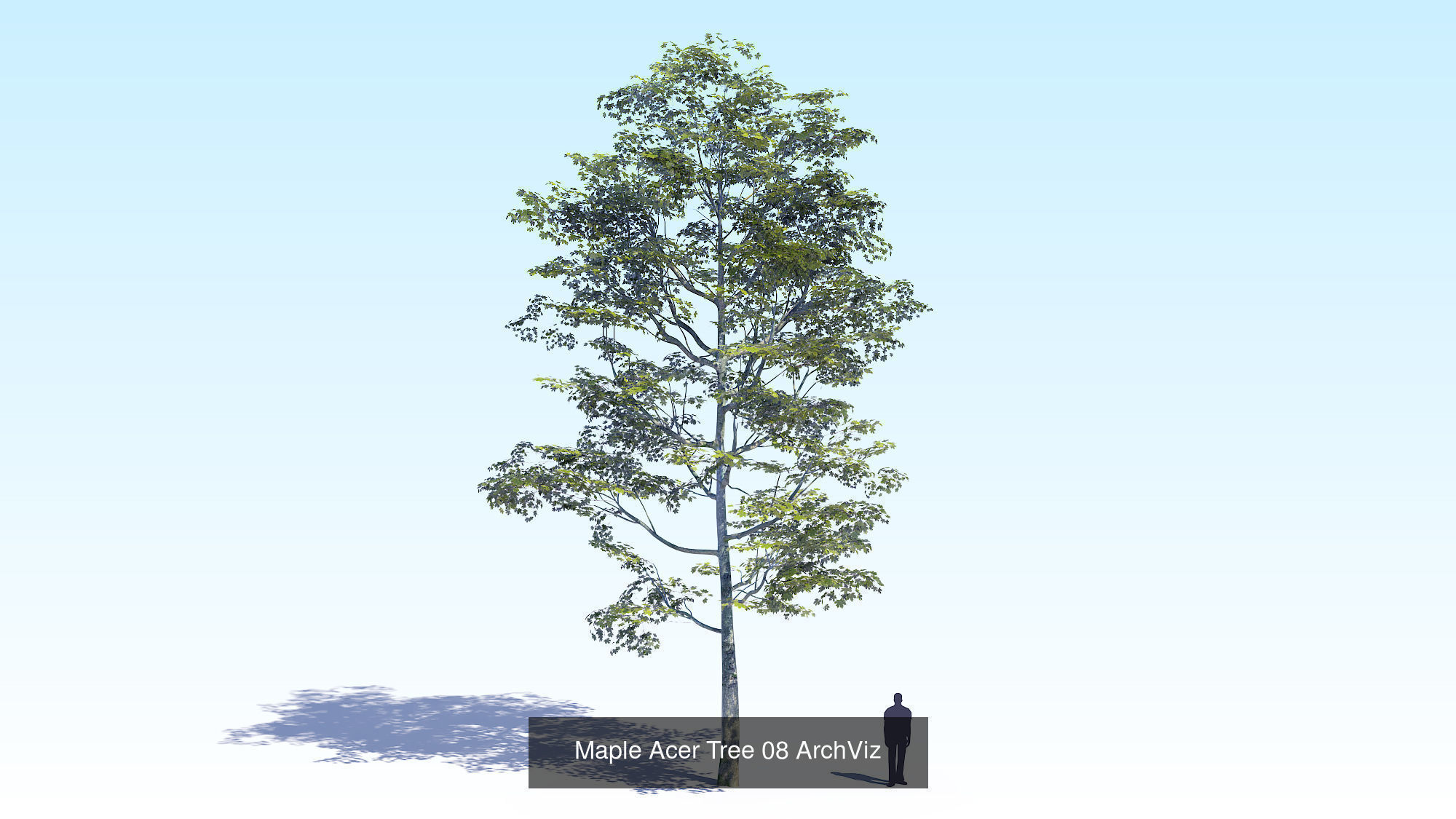 Acer Maple Trees Mega Pack 3D Model Collection_16