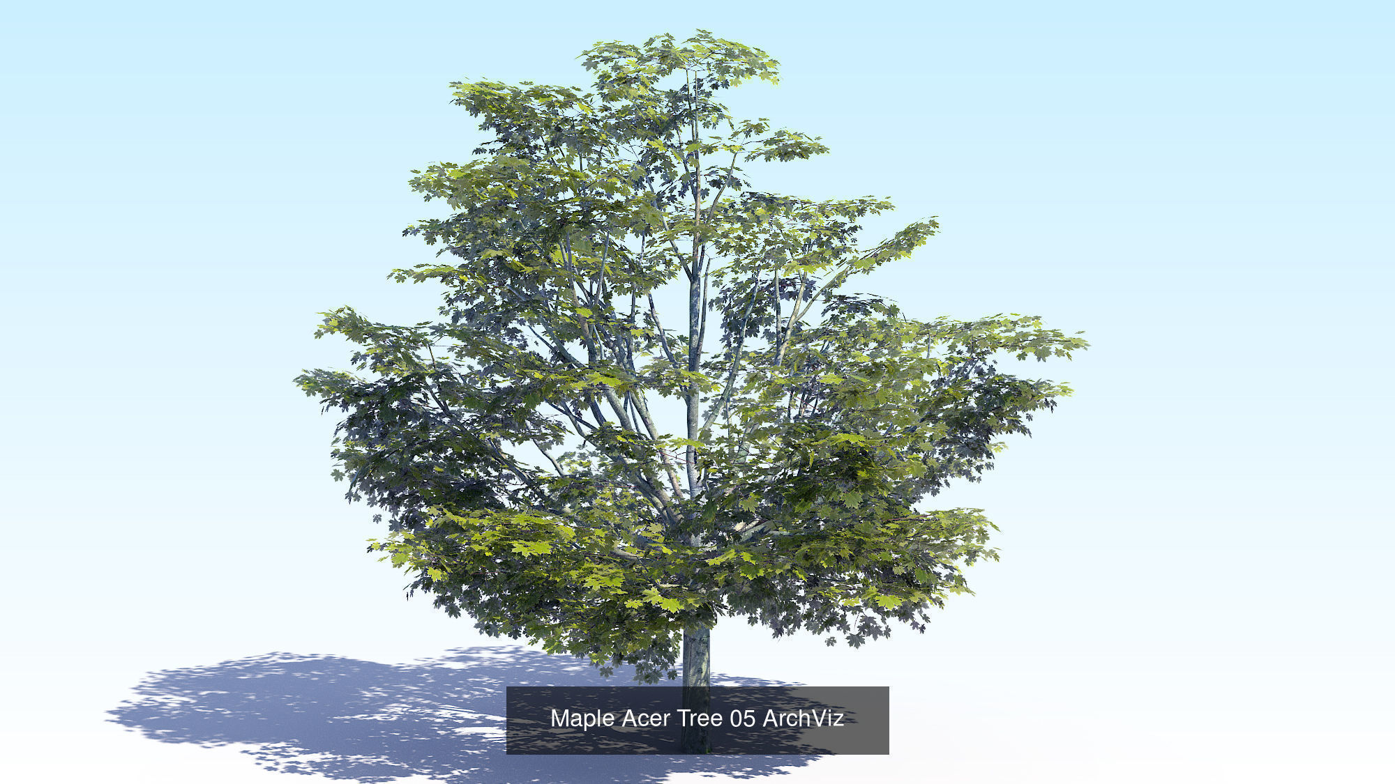 Acer Maple Trees Mega Pack 3D Model Collection_10