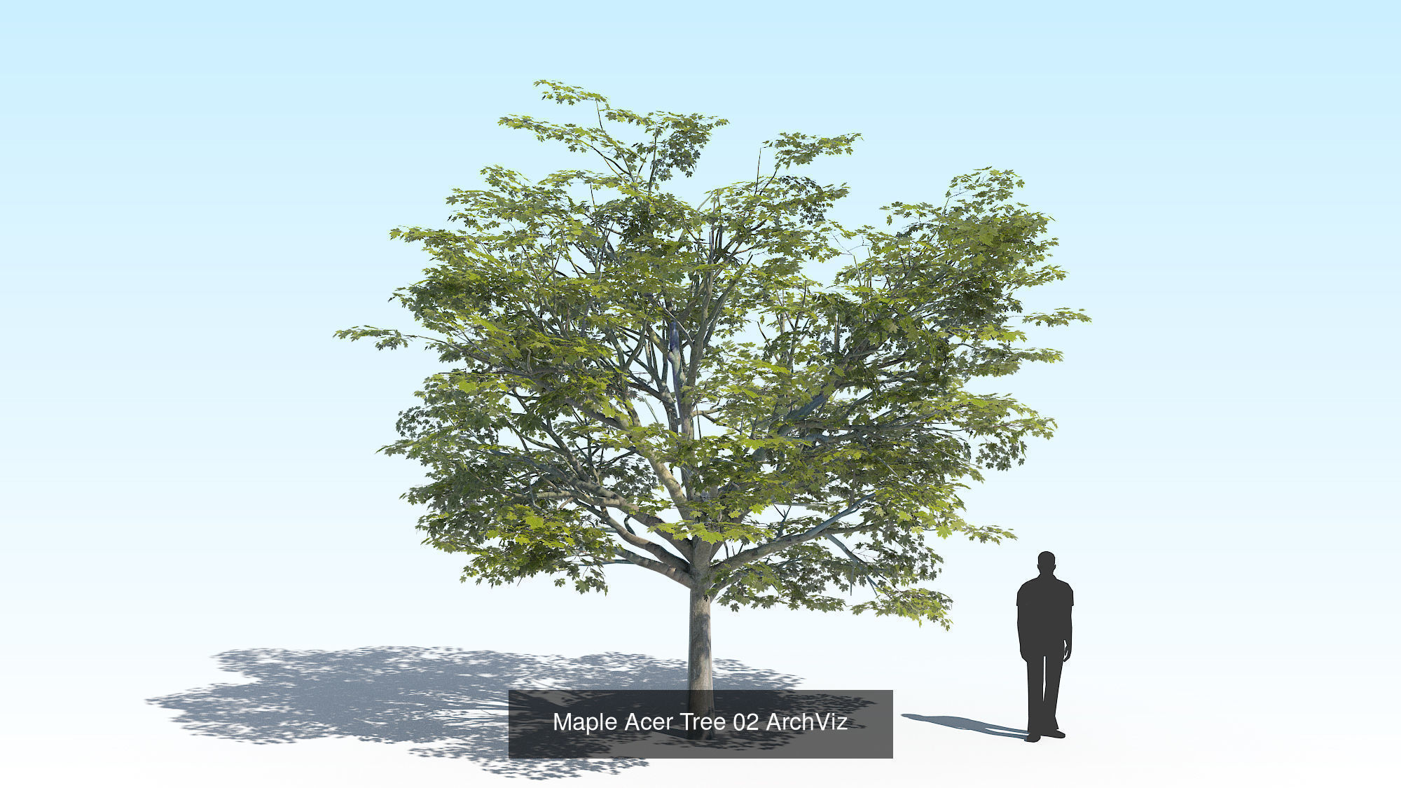 Acer Maple Trees Mega Pack 3D Model Collection_5