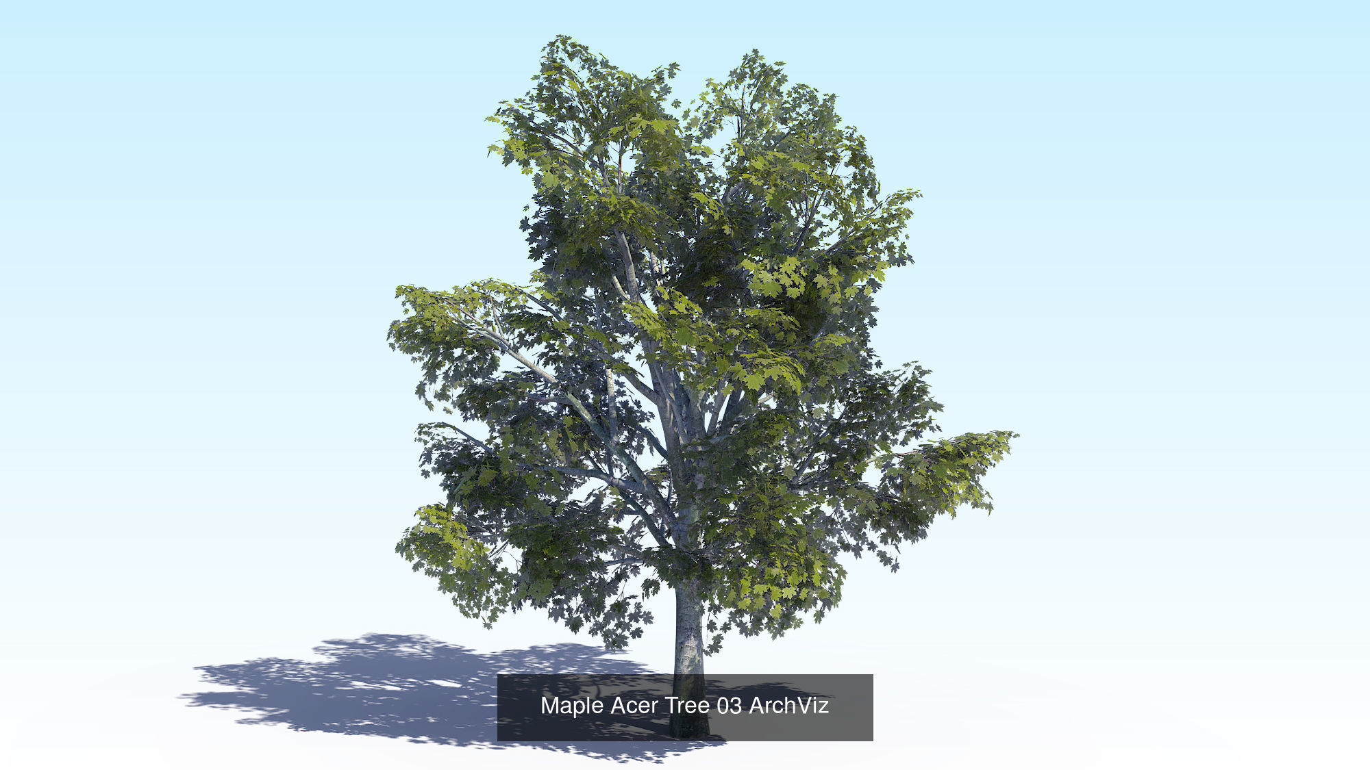 Acer Maple Trees Mega Pack 3D Model Collection_9