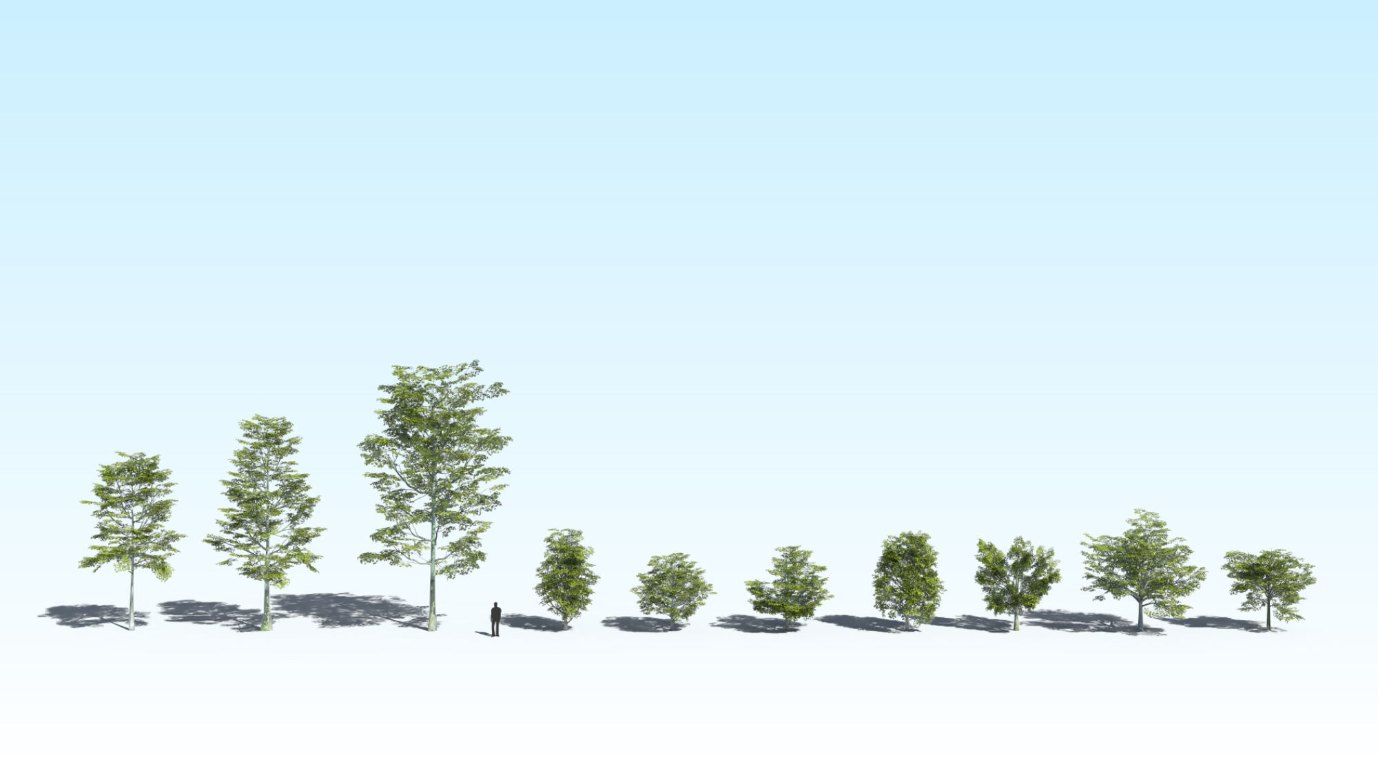 Acer Maple Trees Mega Pack 3D Model Collection_2