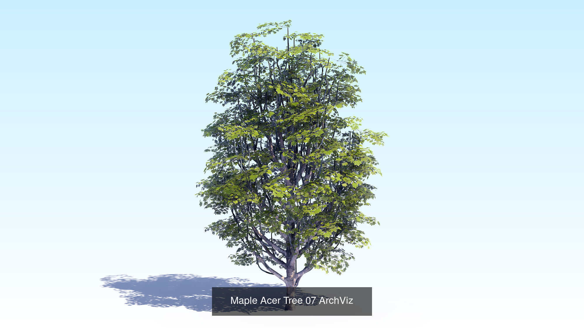 Acer Maple Trees Mega Pack 3D Model Collection_14