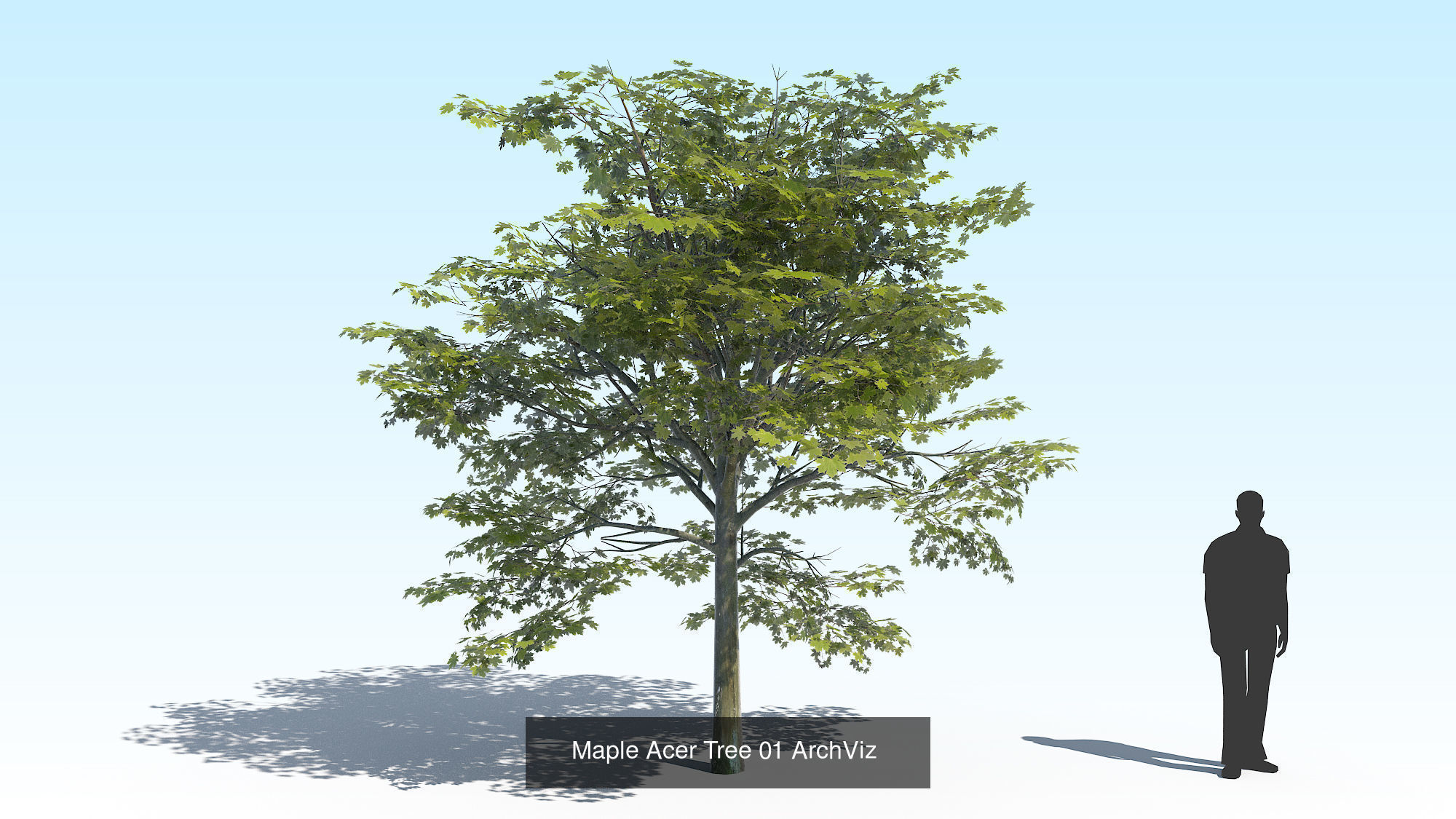 Acer Maple Trees Mega Pack 3D Model Collection_4