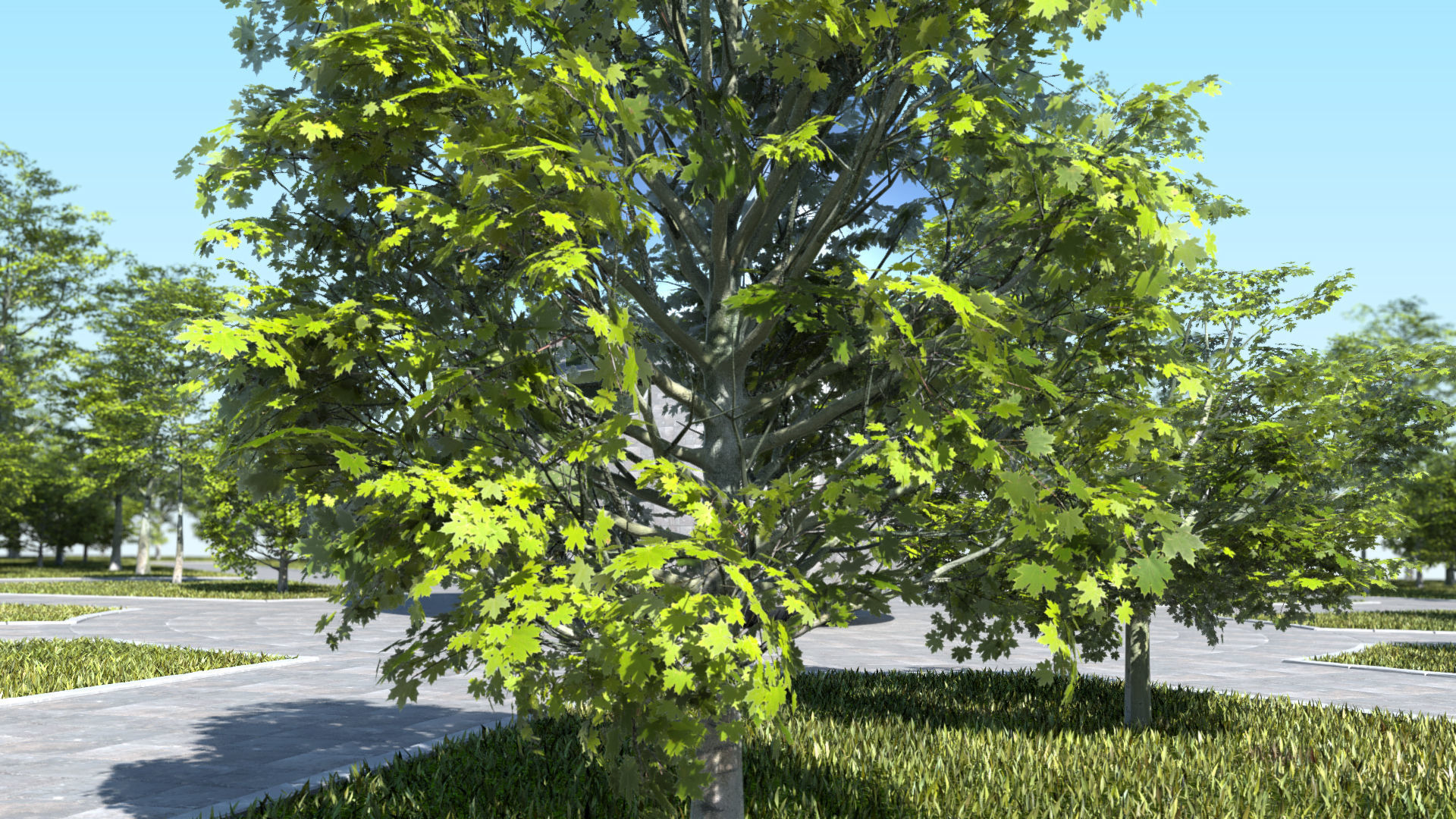 Acer Maple Trees Mega Pack 3D Model Collection_15