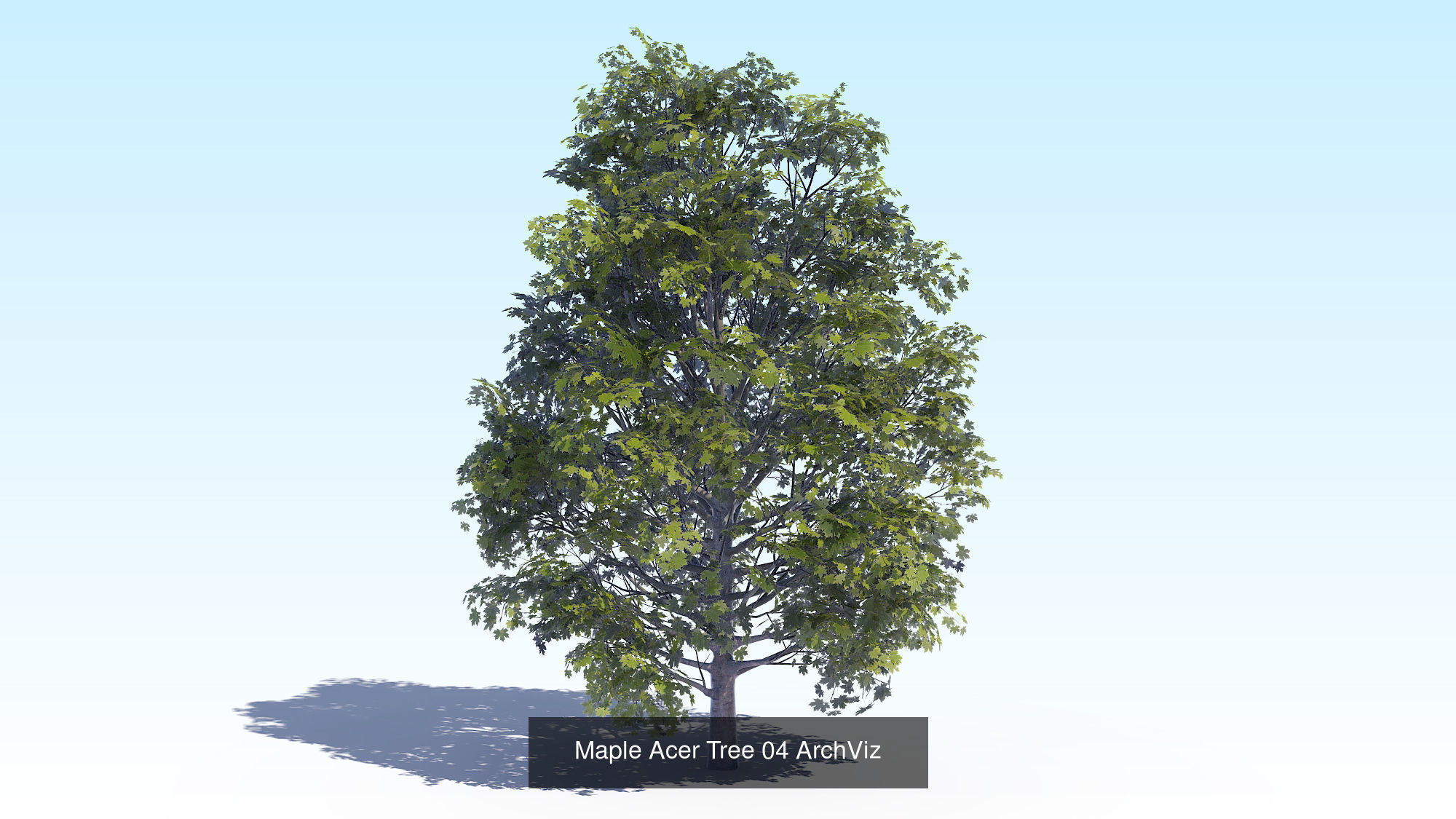 Acer Maple Trees Mega Pack 3D Model Collection_7