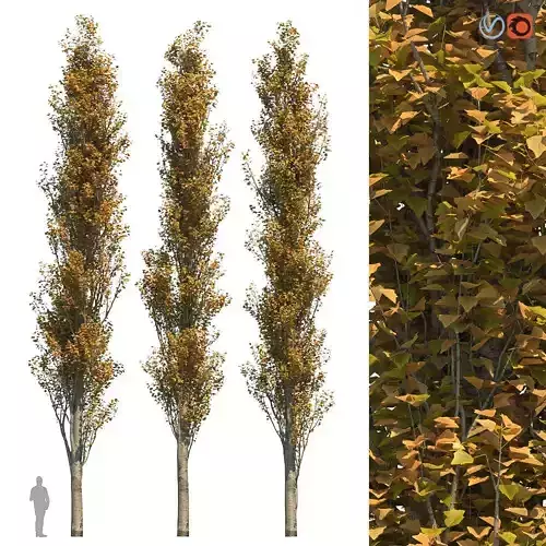 Poplar Pyramidal 15m Autumn