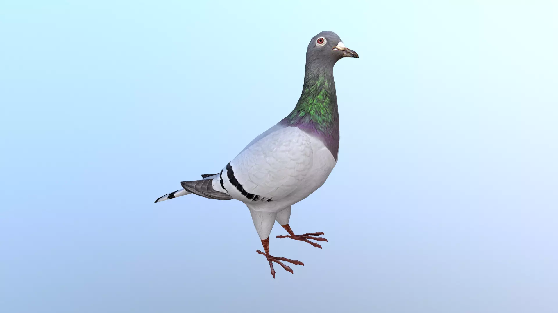 Pigeons Dove Low-poly 3D model_0