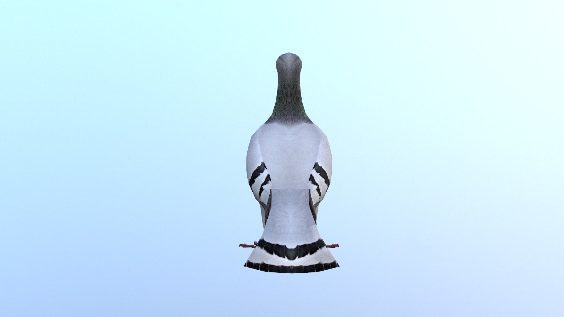 Pigeons Dove Low-poly 3D model_4