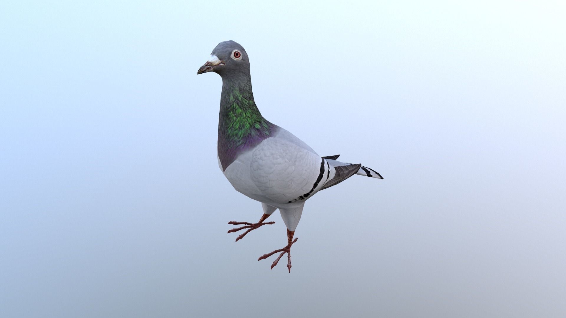 Pigeons Dove Low-poly 3D model_3