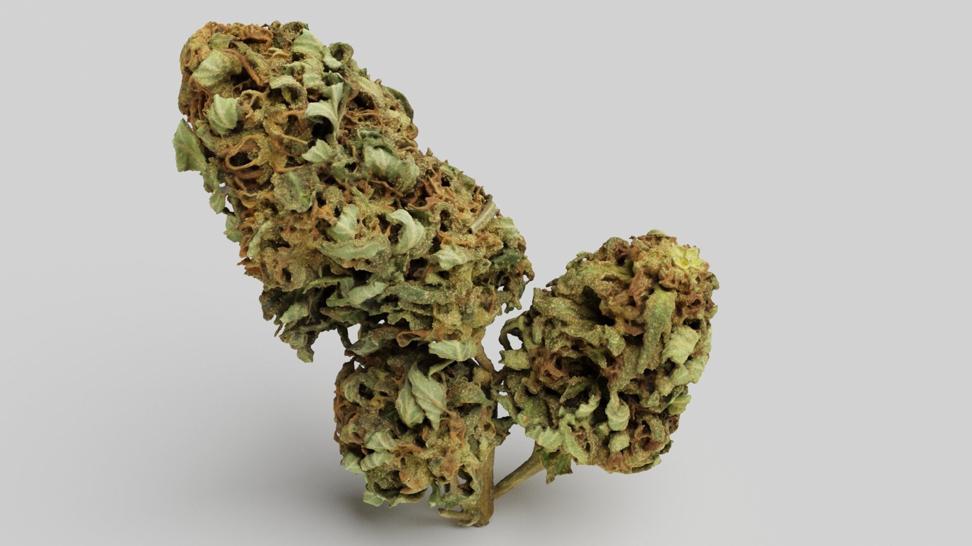 Cannabis Bud 05 3D model_1