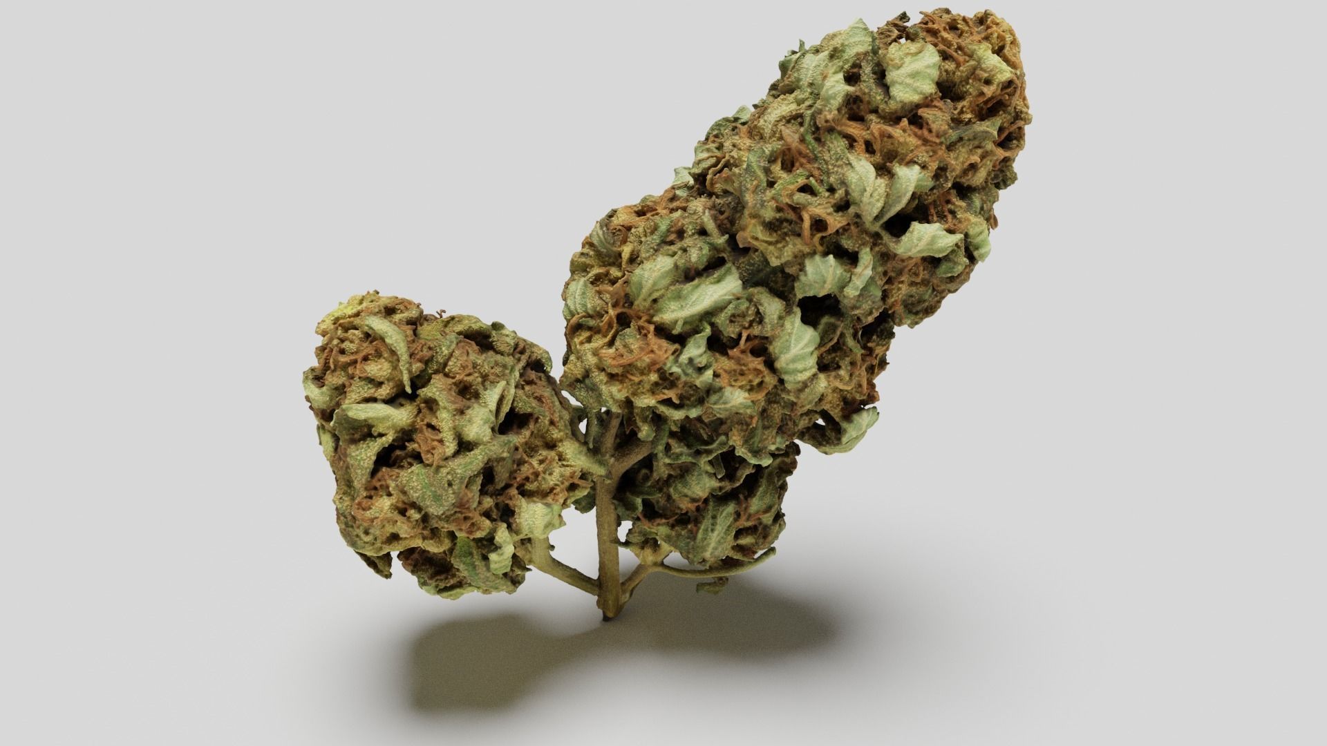 Cannabis Bud 05 3D model_2