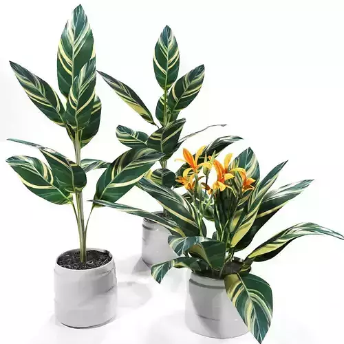 Canna plants set 3D model