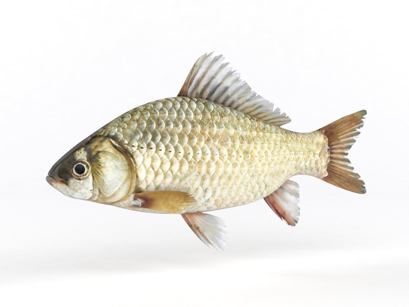 Fish Crucian Carp 3D model_1