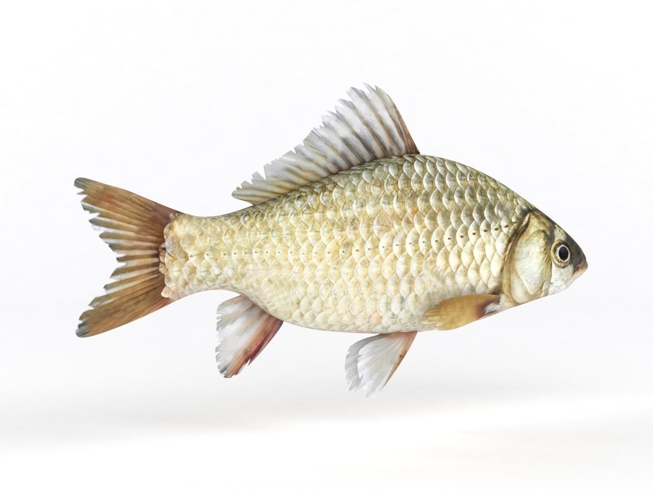 Fish Crucian Carp 3D model_2