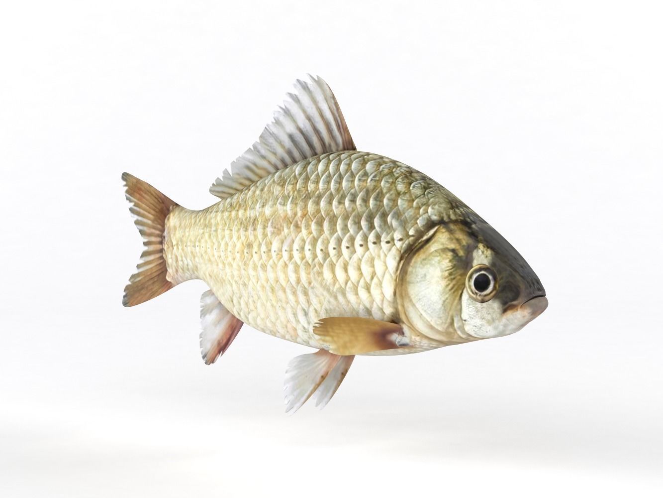 Fish Crucian Carp 3D model_3