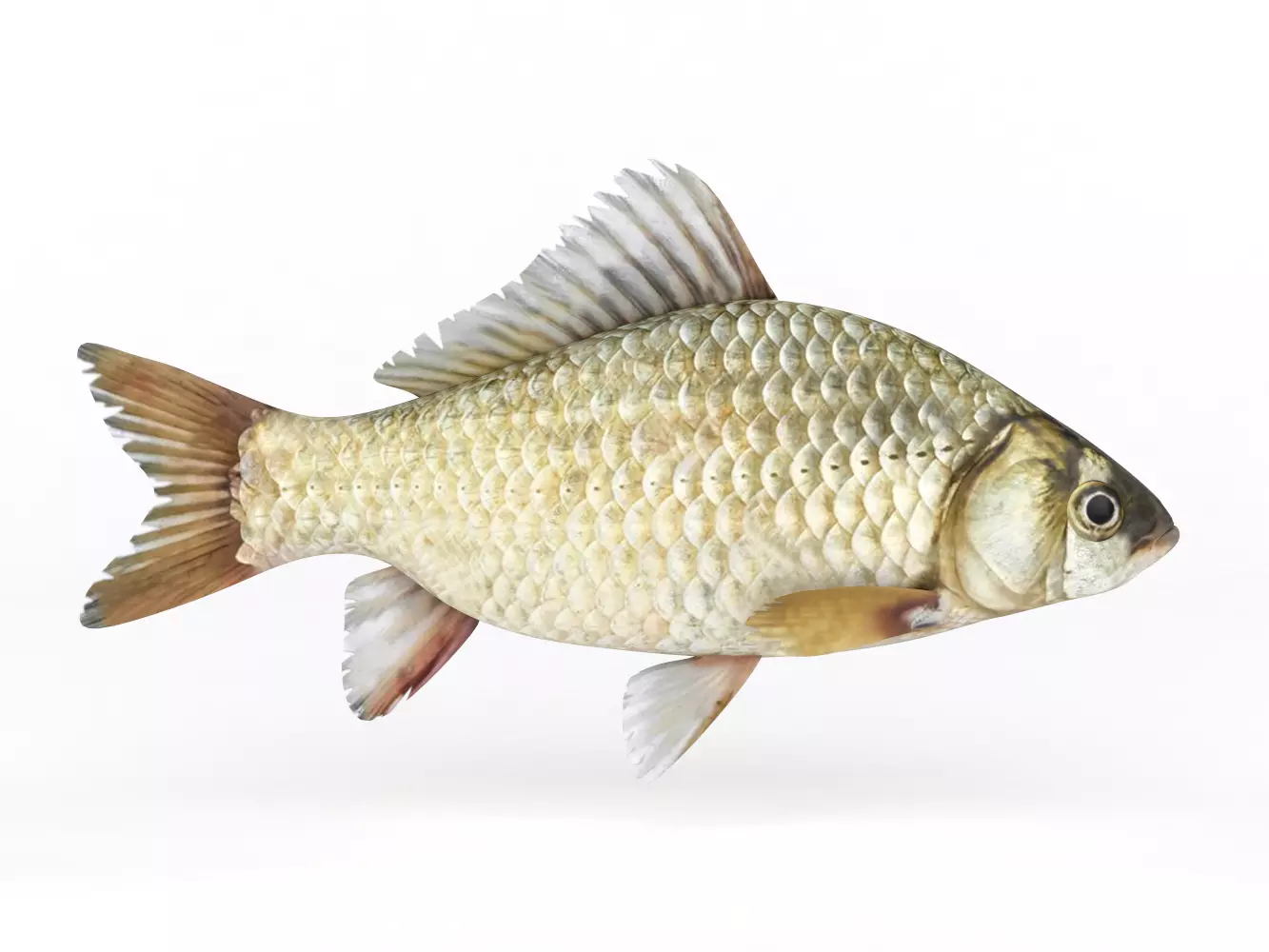 Fish Crucian Carp 3D model_0