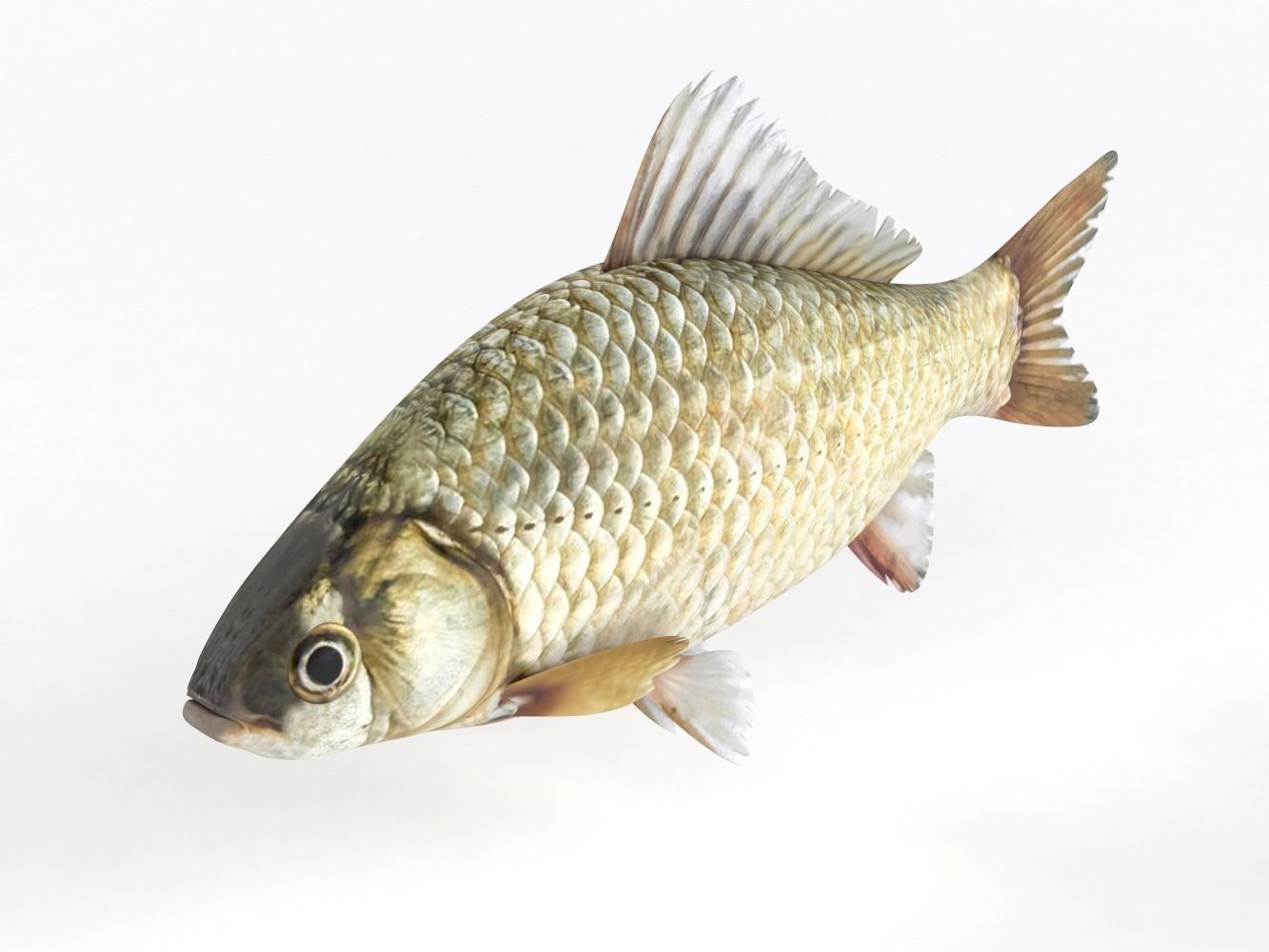 Fish Crucian Carp 3D model_4