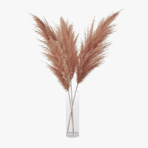 Pampas grass 03  3D model