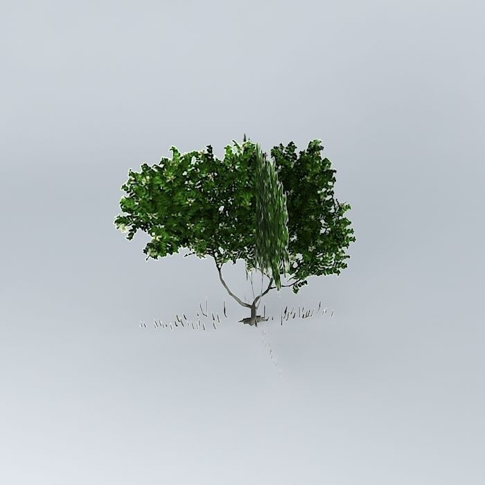 Grey Mangrove Free 3D model_2