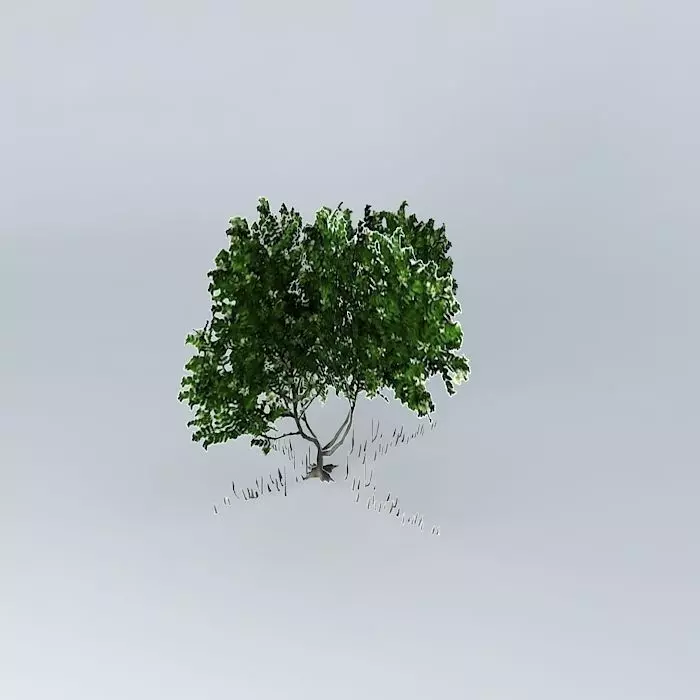 Grey Mangrove Free 3D model_0