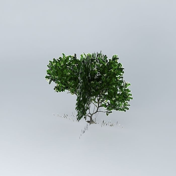 Grey Mangrove Free 3D model_1