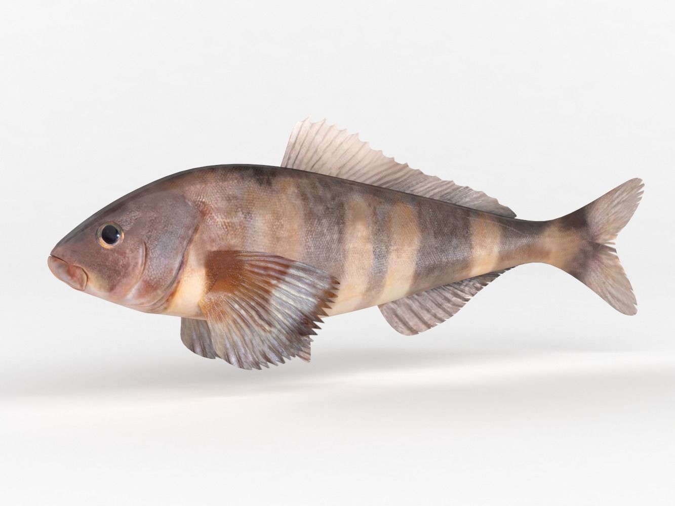 Fish Greenling 3D model_1