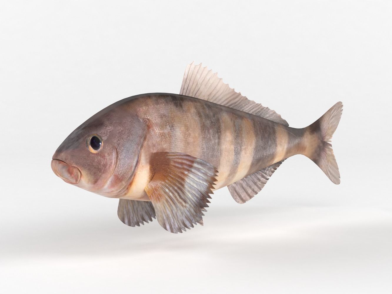 Fish Greenling 3D model_4