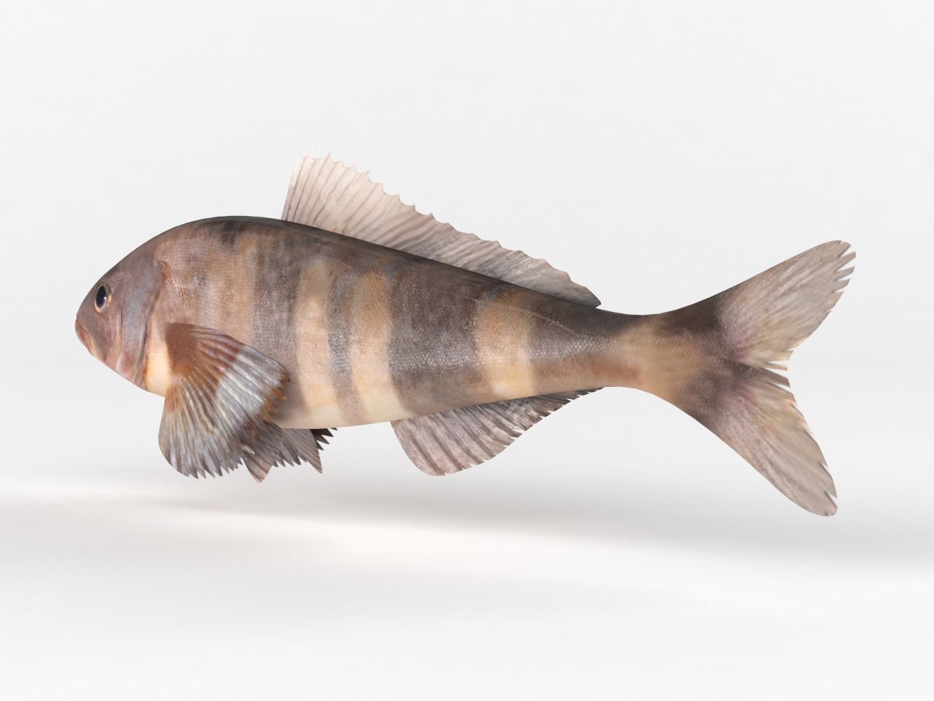 Fish Greenling 3D model_5